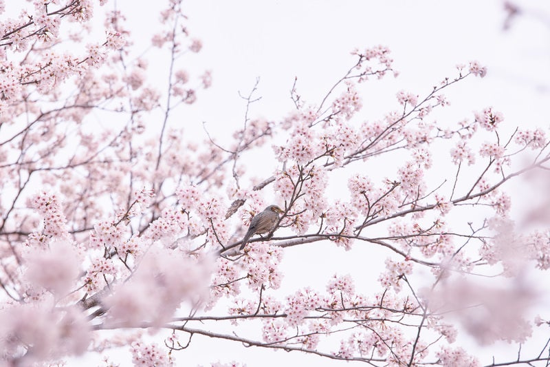 淡いピンク色の桜の枝に止まる茶色い小鳥