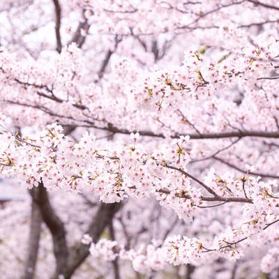 白とピンクに染まったお花見シーズンの桜の写真