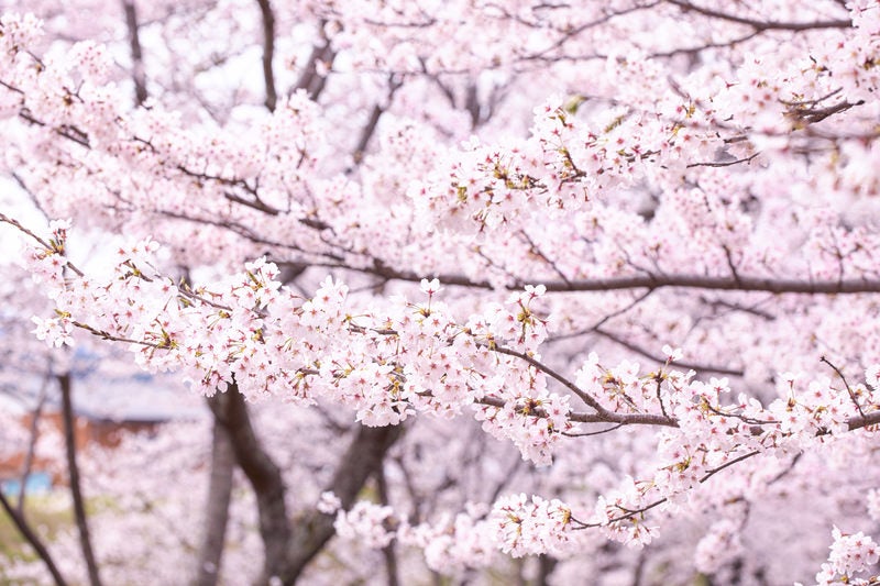 白とピンクに染まったお花見シーズンの桜