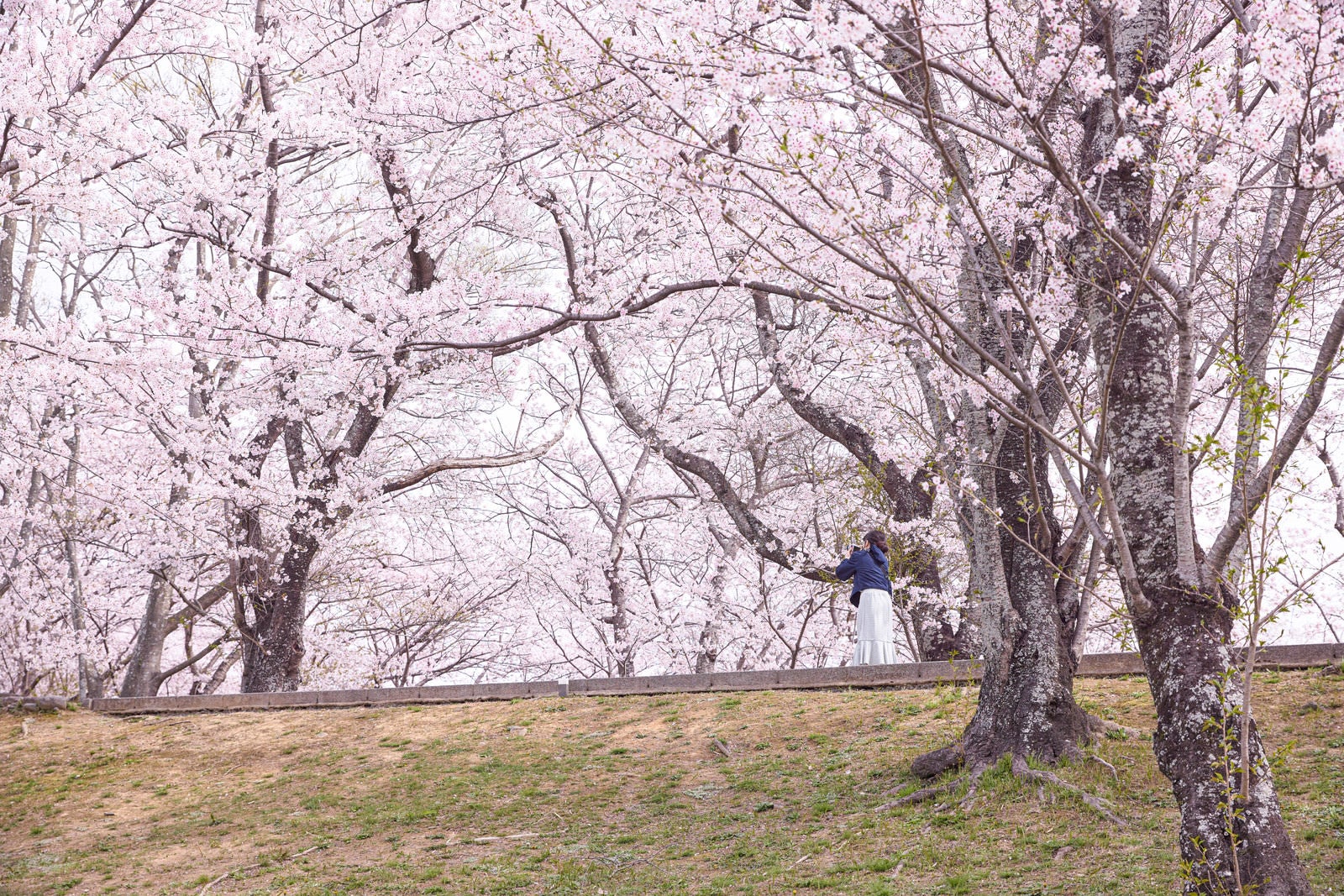 紺色上衣の女性がスマートフォンを持ち、満開の桜並木で撮影している
