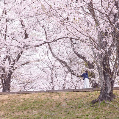 満開の桜並木をスマホで撮影する女性の写真