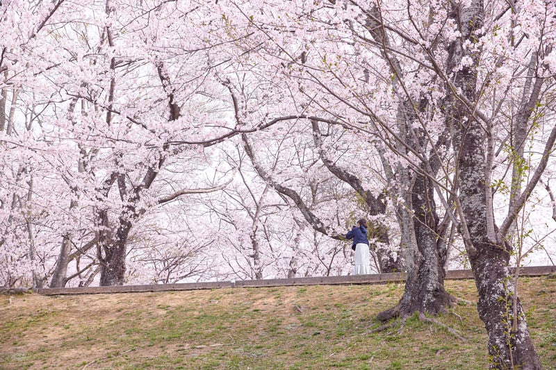 満開の桜並木をスマホで撮影する女性