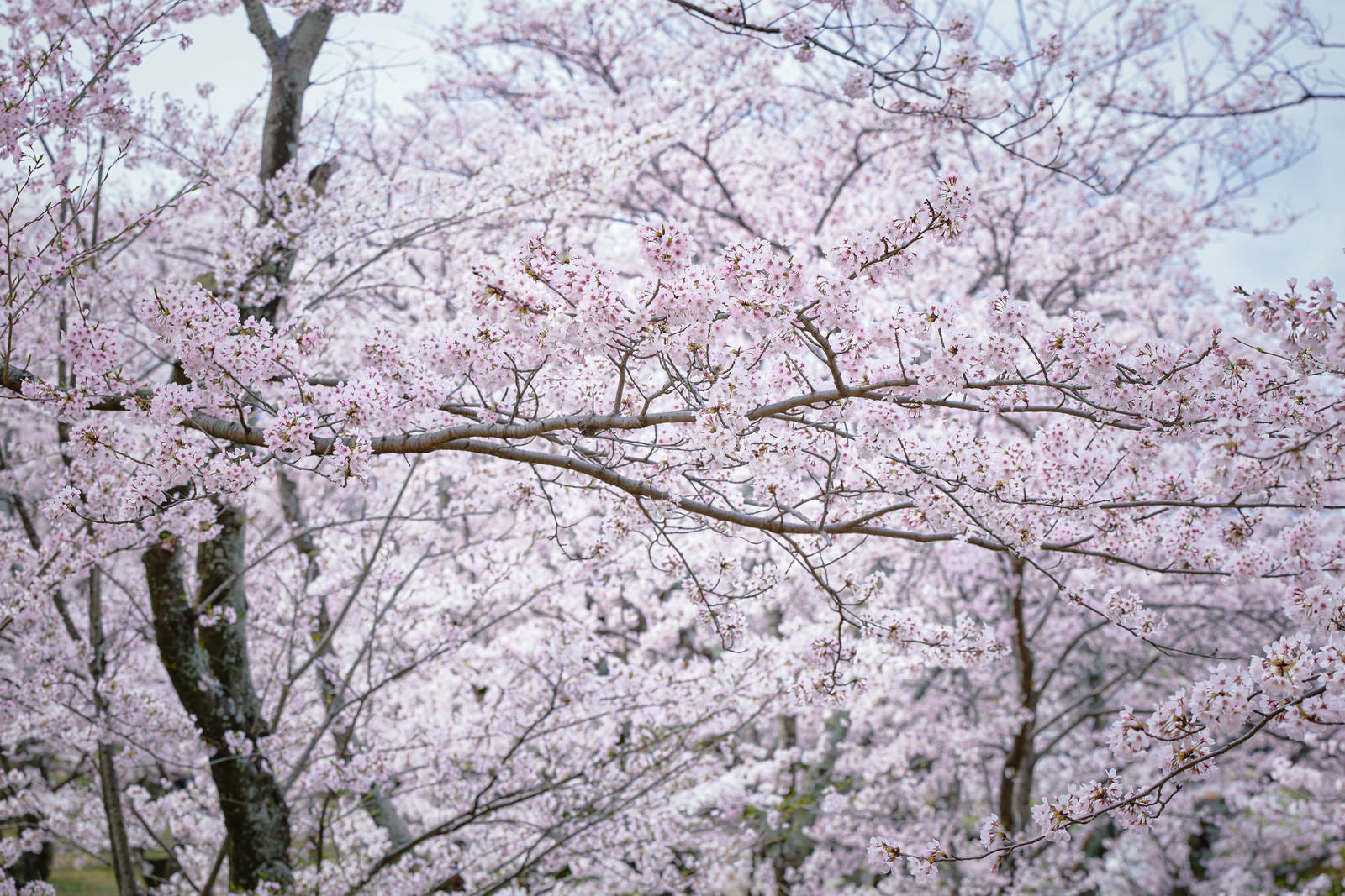 「細く長く伸びる満開の桜の枝」の写真