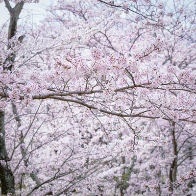 細く長く伸びる満開の桜の枝の写真