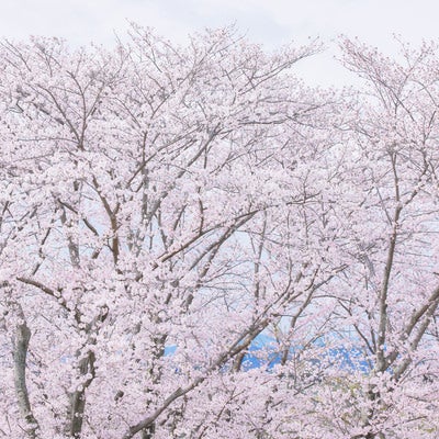 春の景勝地を彩る満開の桜の樹々の写真