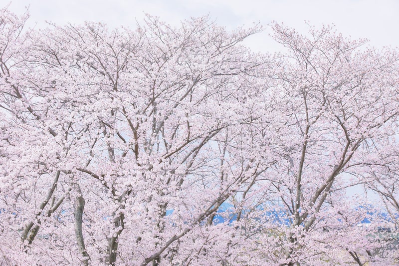 春の景勝地を彩る満開の桜の樹々