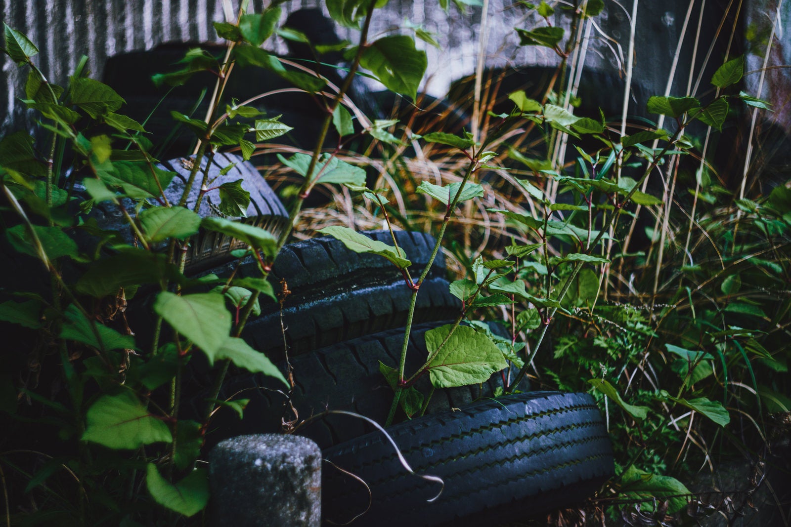 「道端の投棄された廃タイヤ」の写真
