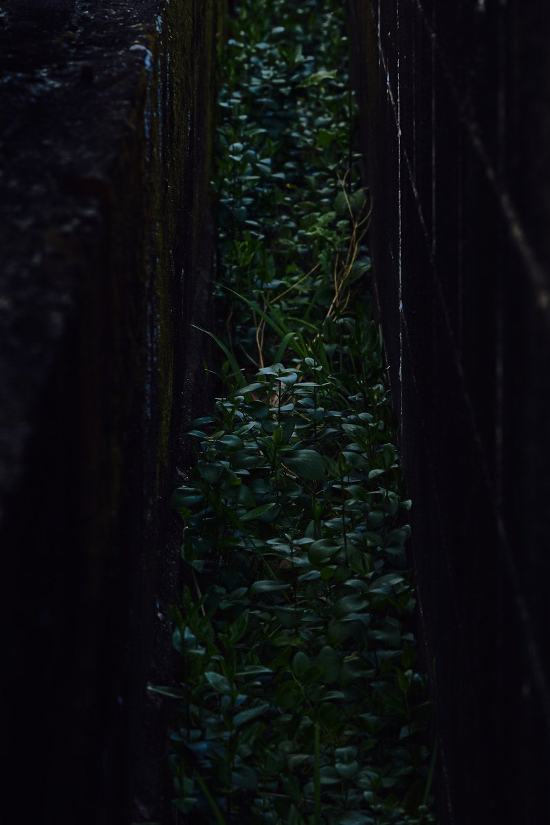 「暗がりの雑草」の写真