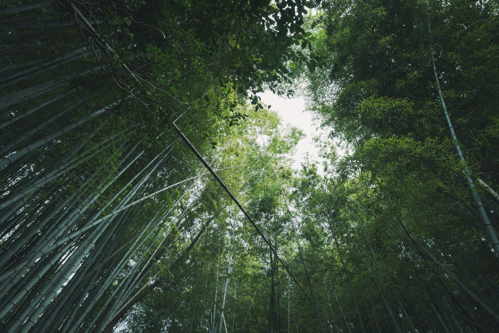 「竹林から覗く空」の写真