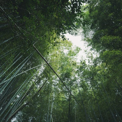 竹林から覗く空の写真