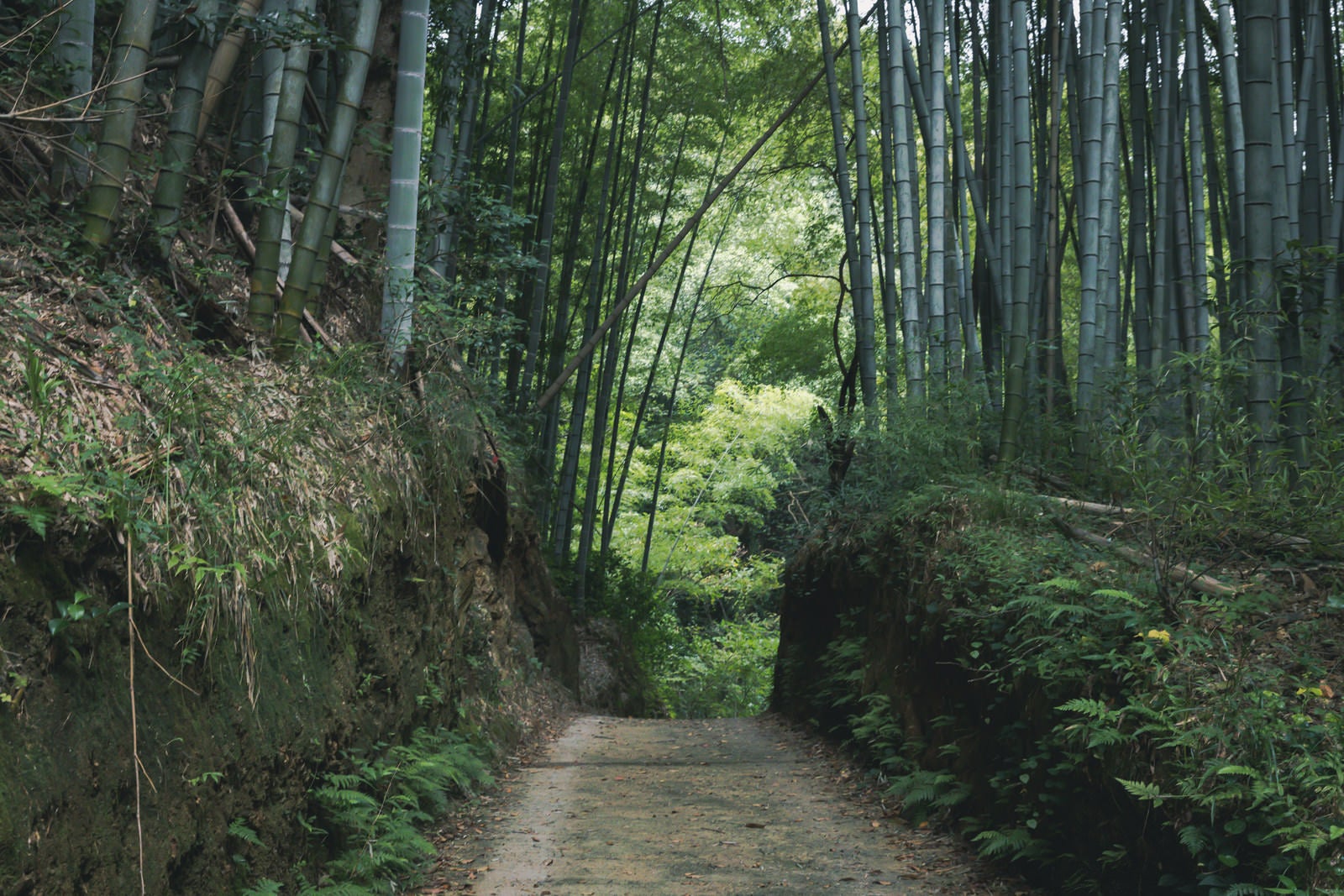 竹林の中を通る緑豊かな小道
