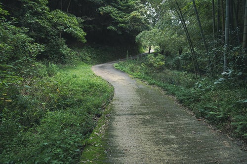 竹林と藪の間を抜ける道の写真