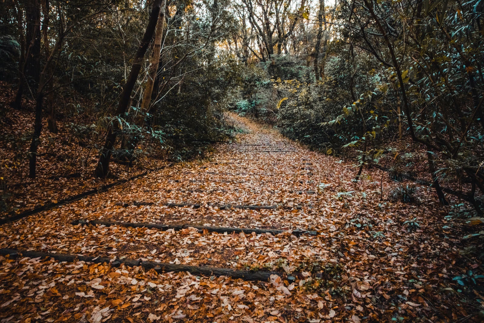 「落ち葉であふれる公園の階段」の写真