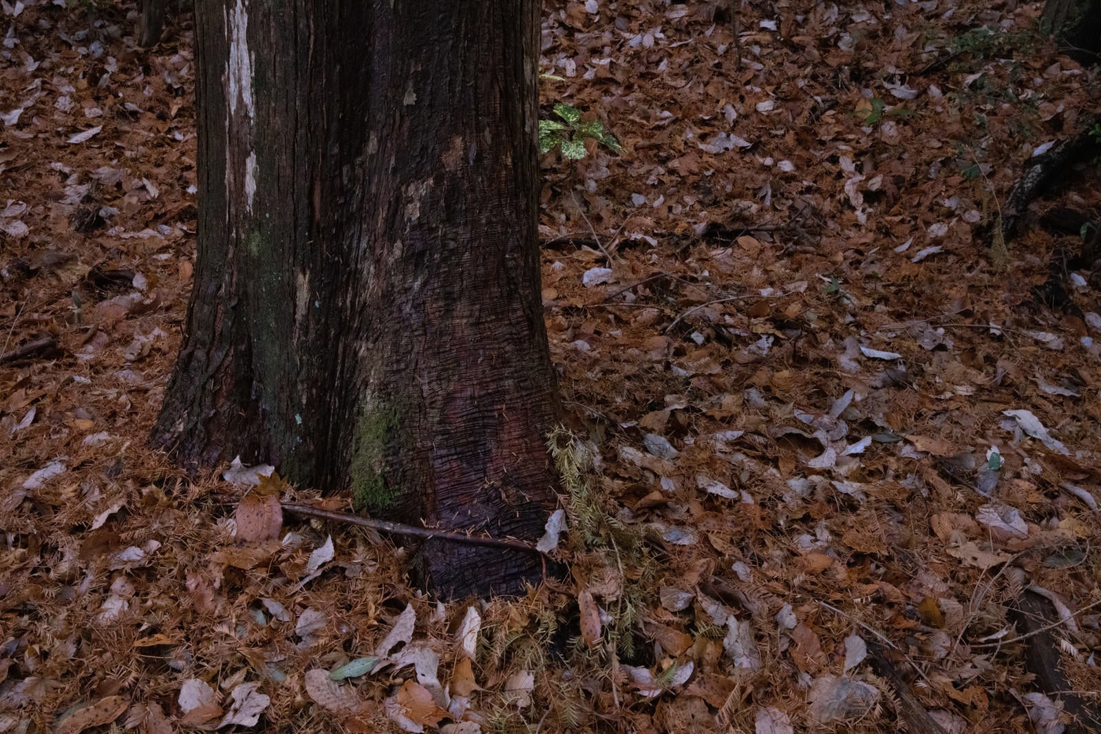 「木と落ち葉」の写真