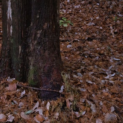 木と落ち葉の写真