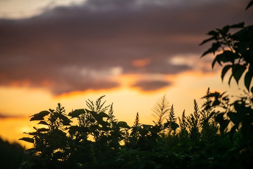 夕暮れ空と植物のシルエットの写真