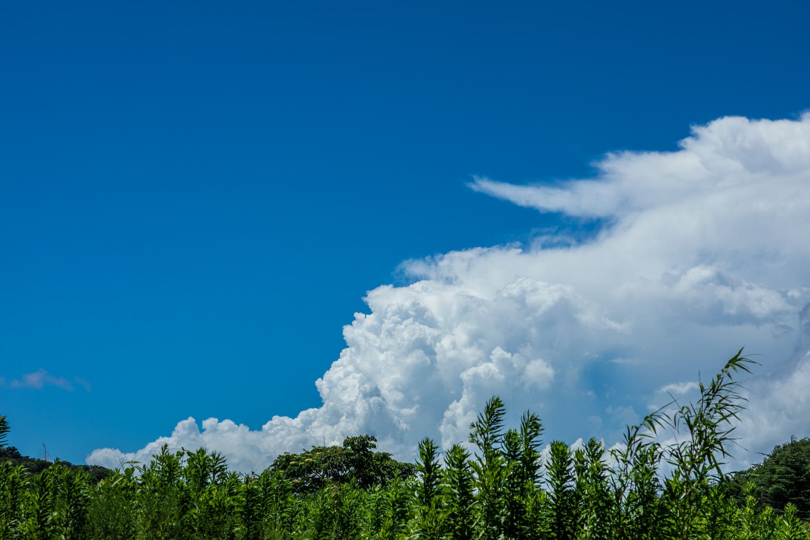 「積乱雲と植物」の写真