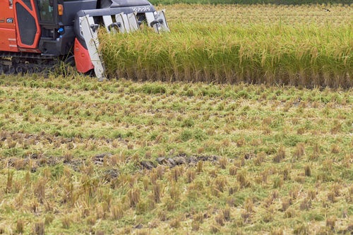 コンバインでの稲刈りと農業の写真
