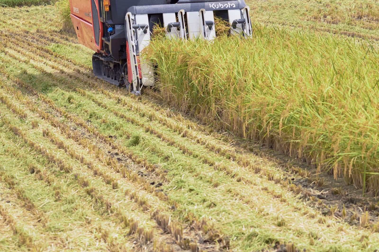 「稲を刈る収穫の時」の写真