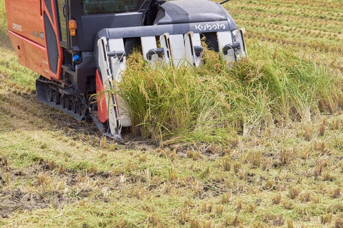 コンバインで収穫する稲刈り風景の写真