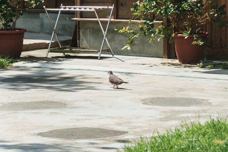 庭を歩く鳩さんの写真