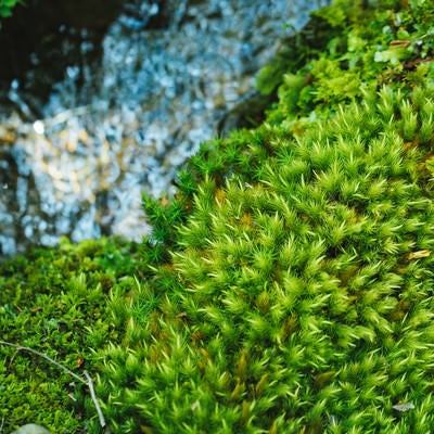 小川と苔の写真