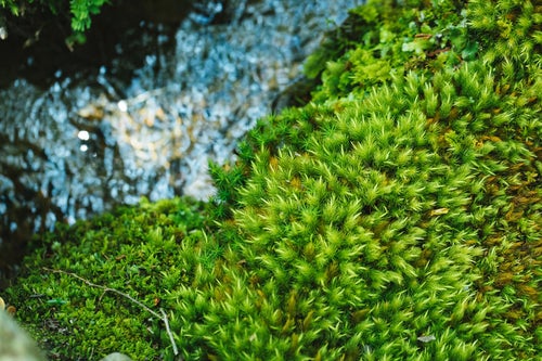 小川と苔の写真