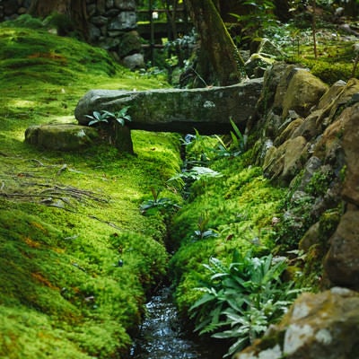 苔一色のお庭（苔寺）の写真