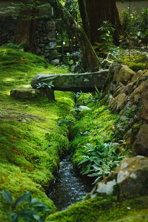苔一色のお庭（苔寺）の写真