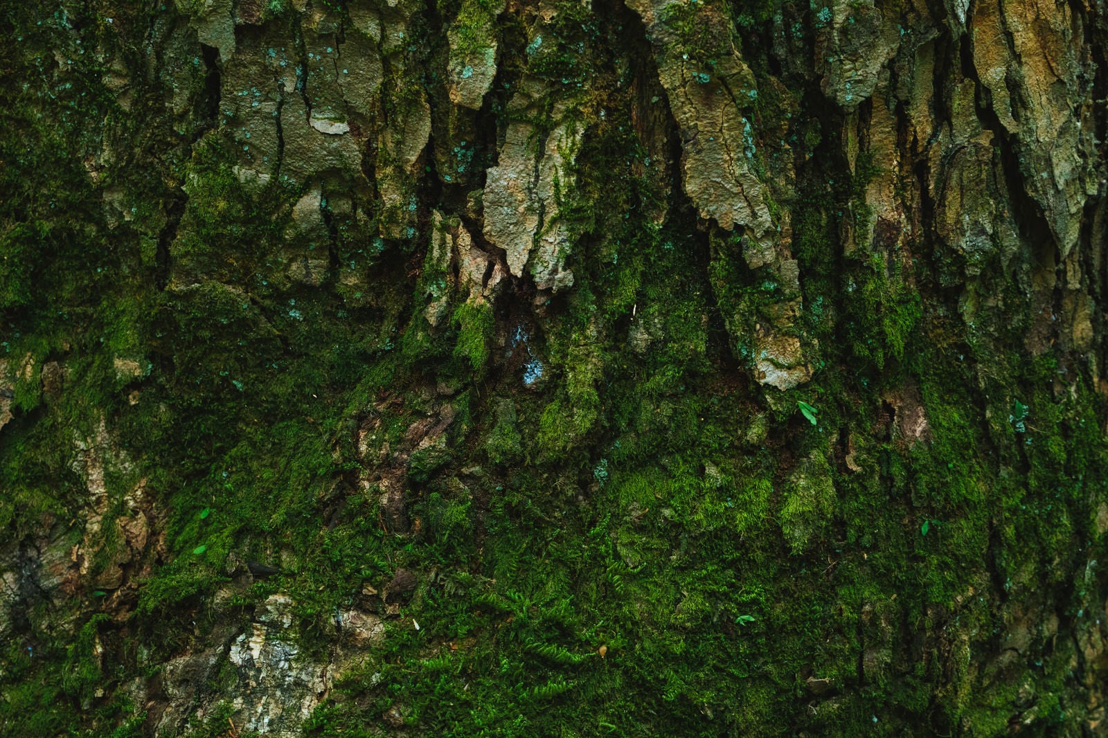 「樹皮と苔」の写真