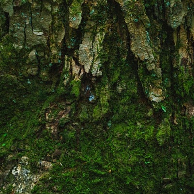 樹皮と苔の写真