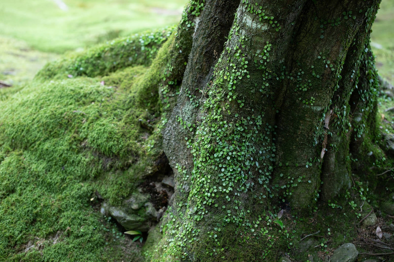 「木の根元に生える苔」の写真