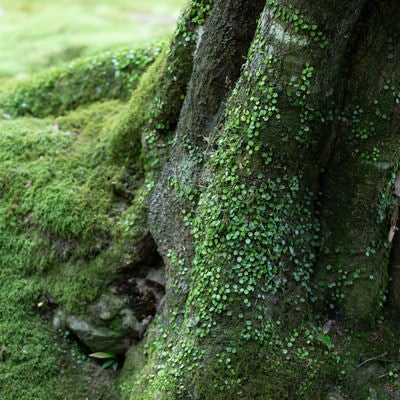 木の根元に生える苔の写真