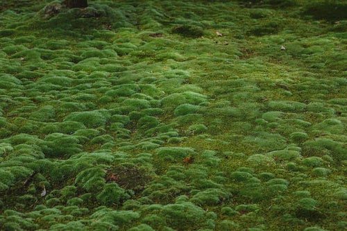 地面をもこもこする苔の写真