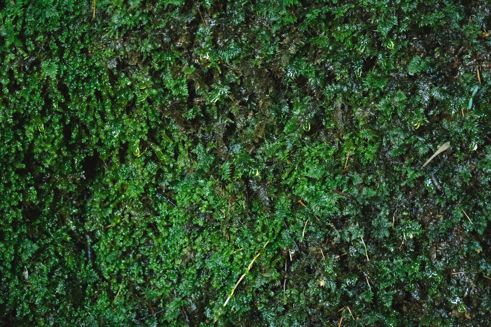「湧水で濡れる苔の様子」の写真