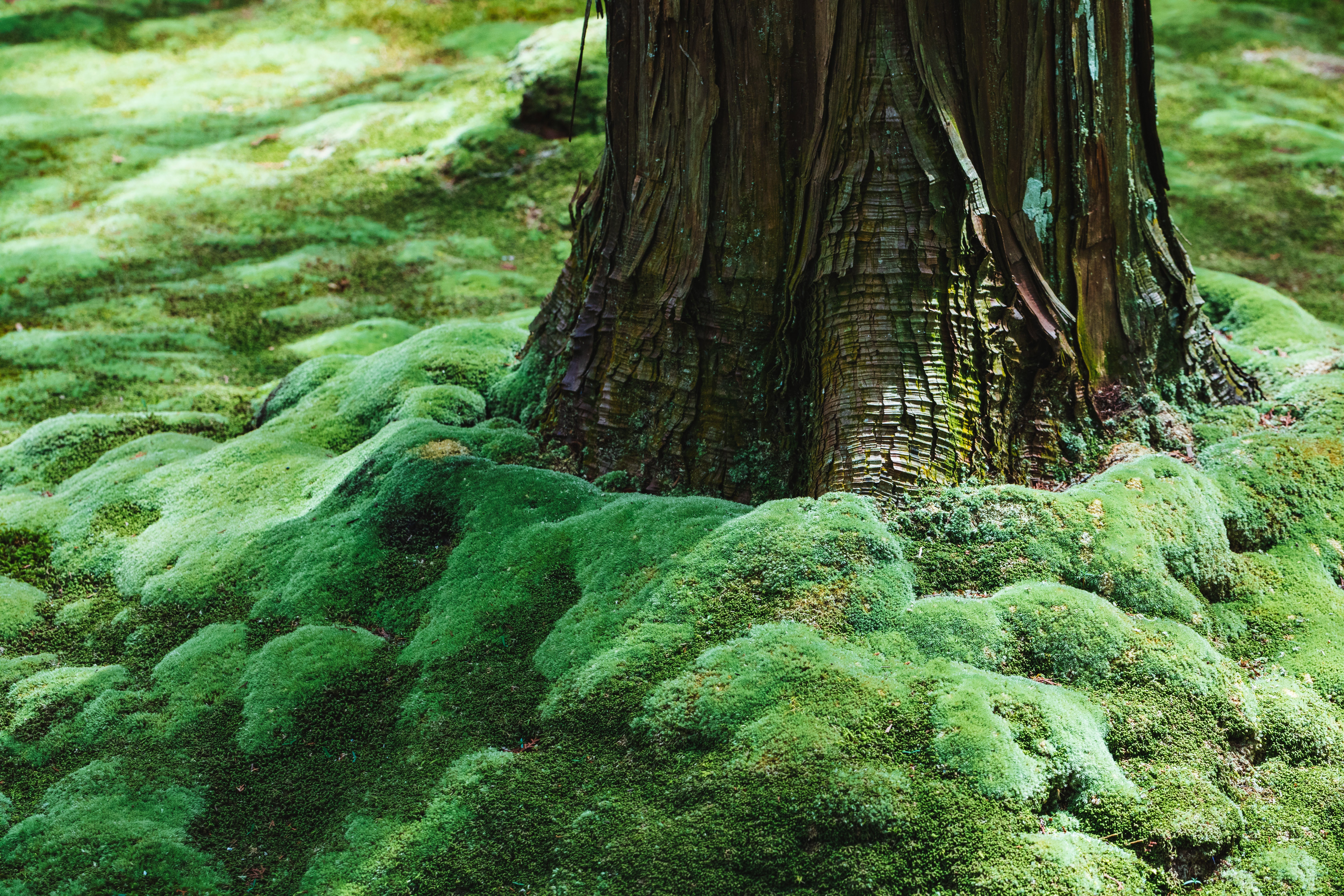 kokepaku0704IMGL6687.jpg?&