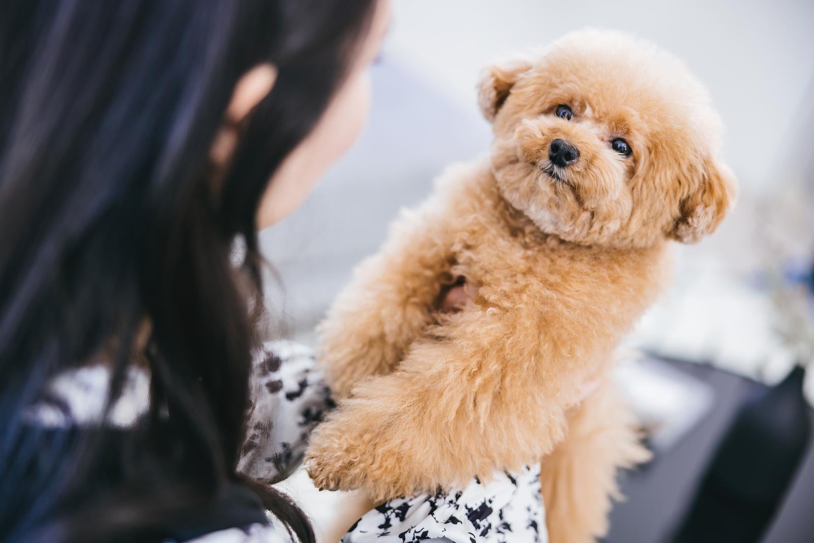 「抱っこ大好きトイプードル 愛犬とのふれあいの瞬間」の写真［モデル：こてつ］