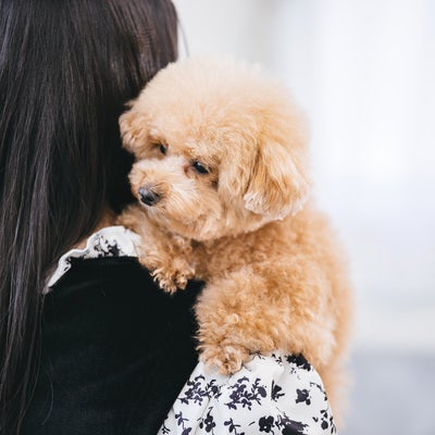 飼い主に抱っこされて大人しくする小型犬（トイプードル）の写真