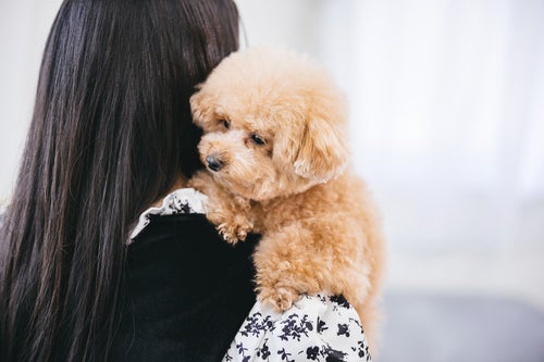 飼い主に抱っこされて大人しくする小型犬（トイプードル）の写真