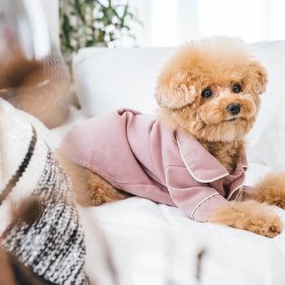 ふわふわ毛並みの癒し系トイプードルの写真