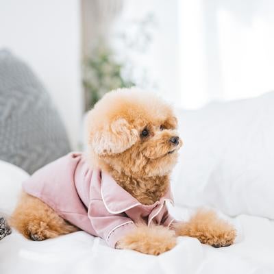 ベッドの上でのほほんとするトイプードルの写真