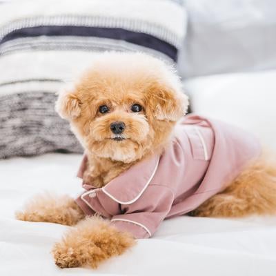 ピンクの服のトイプードルの写真