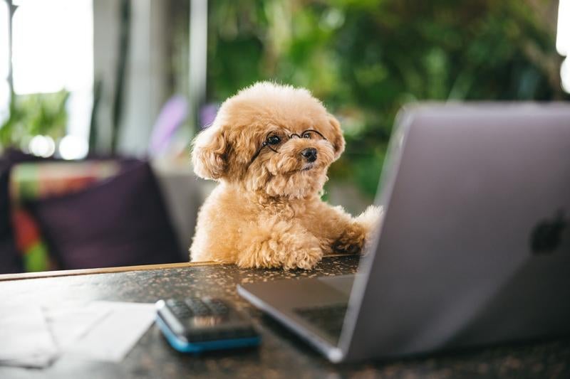 パソコン作業をするトイプードル - ぱくたそ