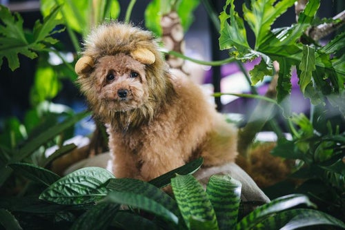 ライオンに扮したトイプードルの写真