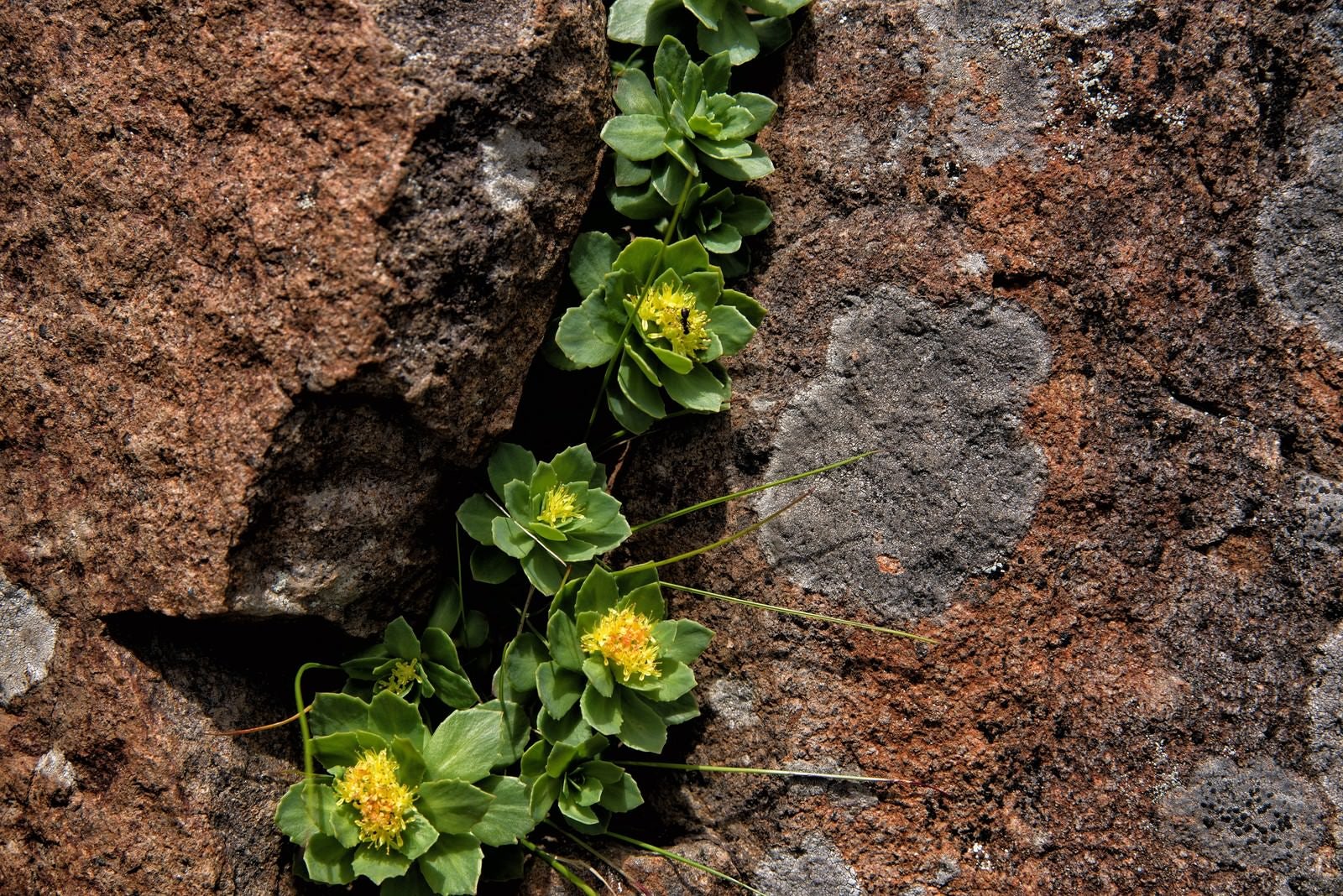 「岩壁から顔を出す高山植物」の写真