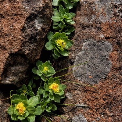 岩壁から顔を出す高山植物の写真