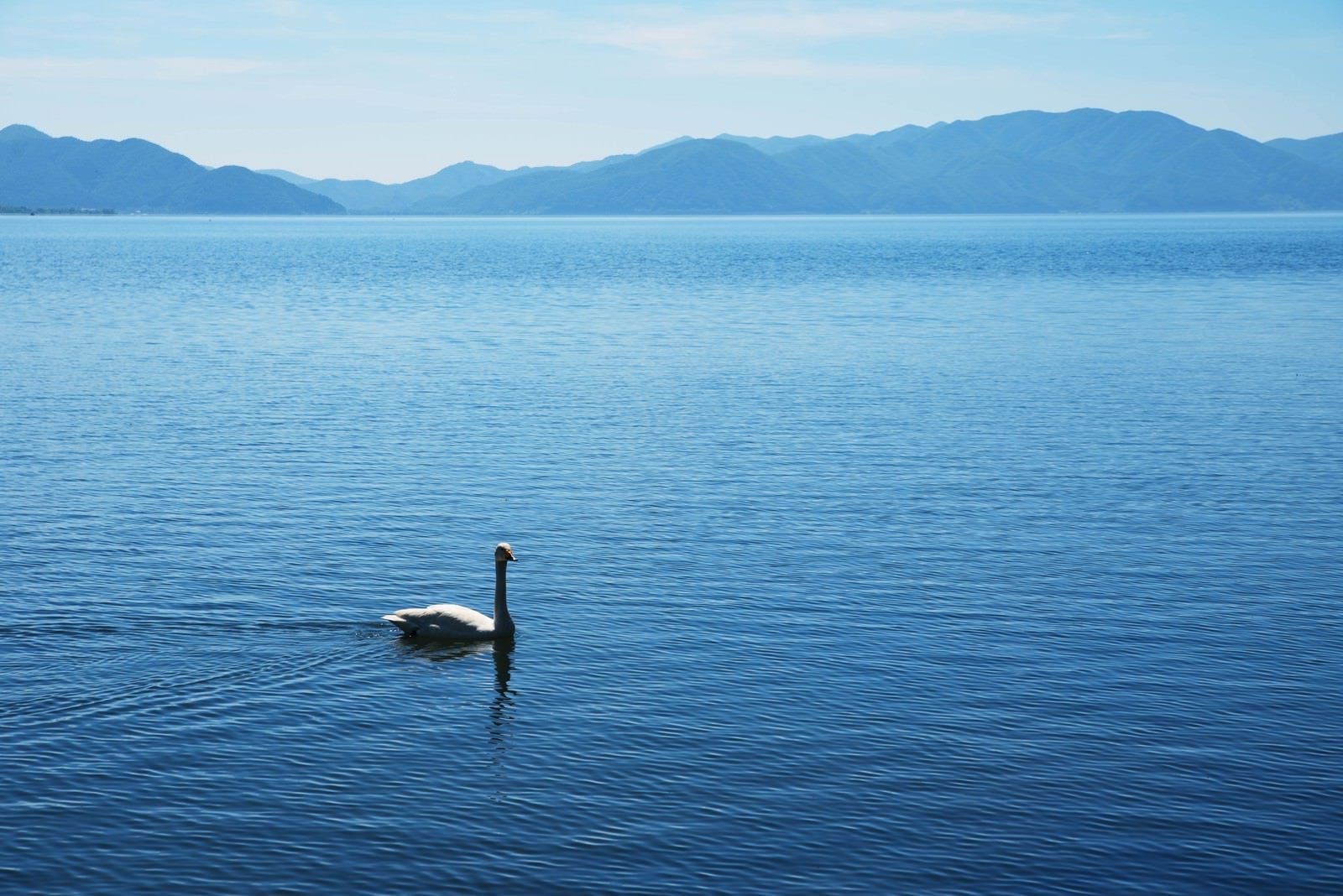 「猪苗代湖を悠々と泳ぐ白鳥」の写真