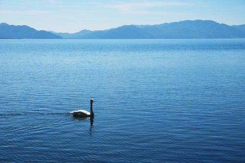 猪苗代湖を悠々と泳ぐ白鳥の写真