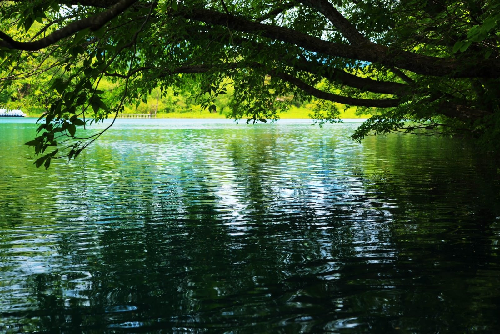 「木陰と五色沼の水面」の写真