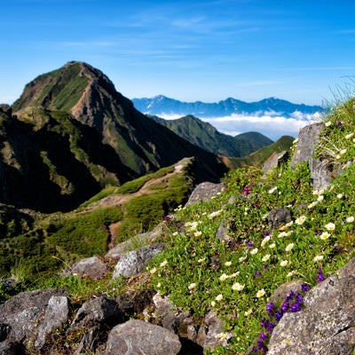 赤岳に生息する高山植物の写真
